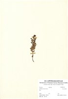 藏品(高山白珠樹)的圖片